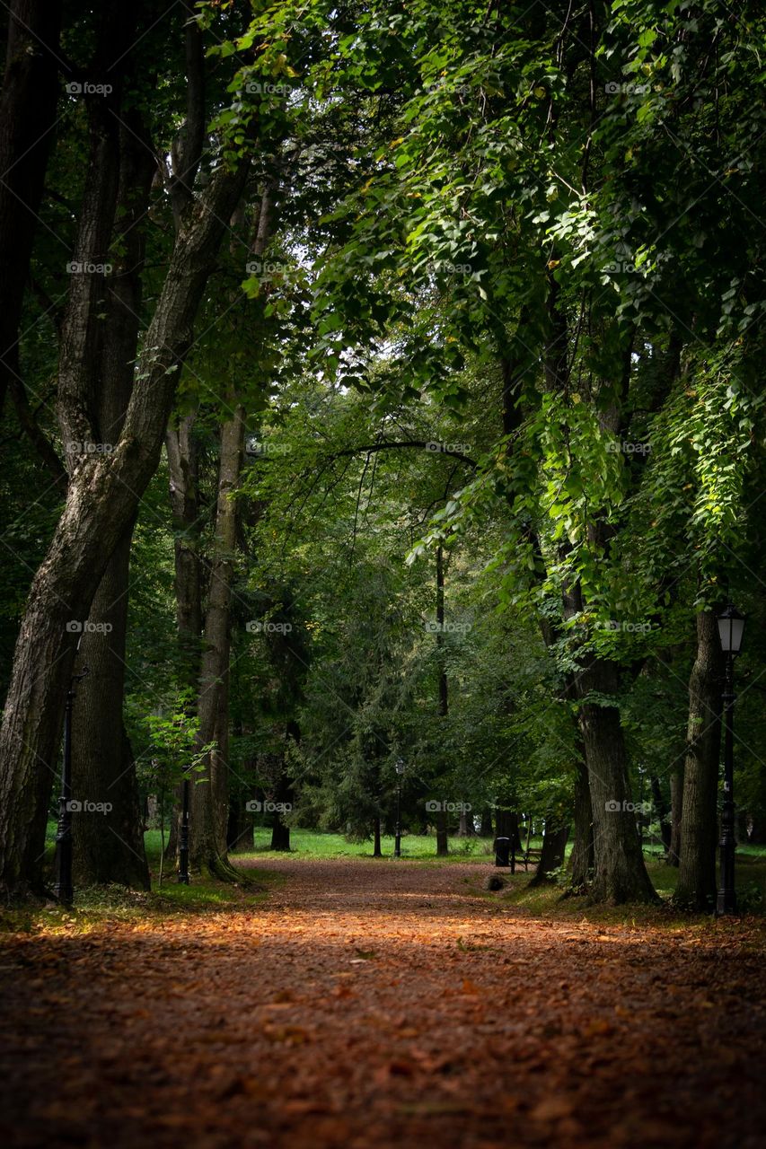 A great view of a park in early autumn 