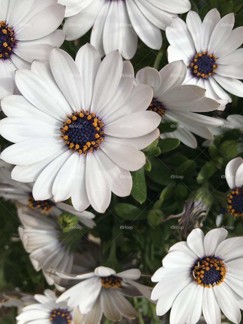 White daisy flowers in bloom
