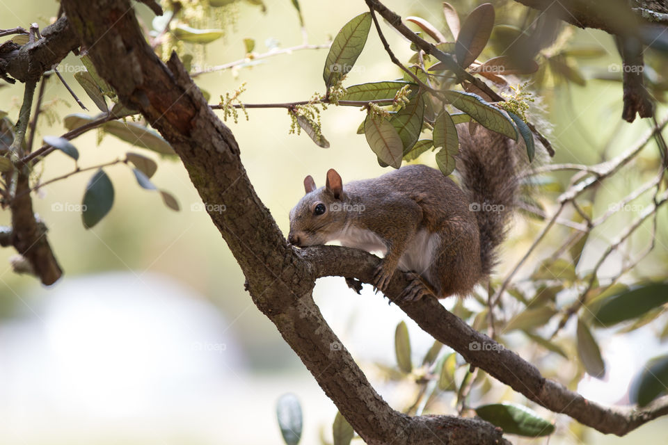 Squirrel on the tree