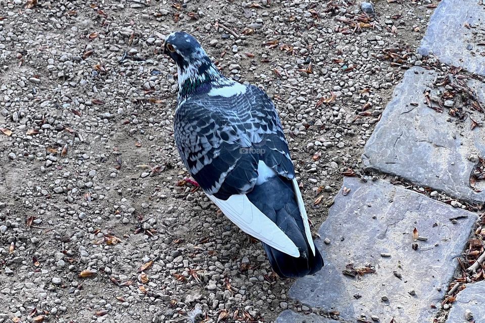 Close up of the mottled pigeon in the city public park 