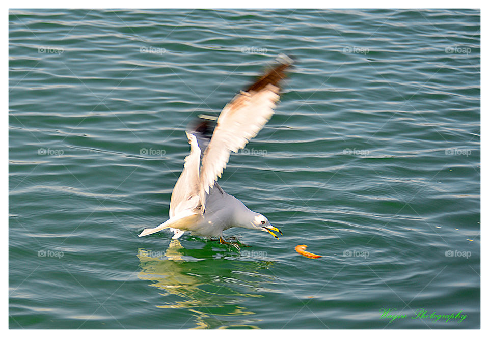 ring billed gull