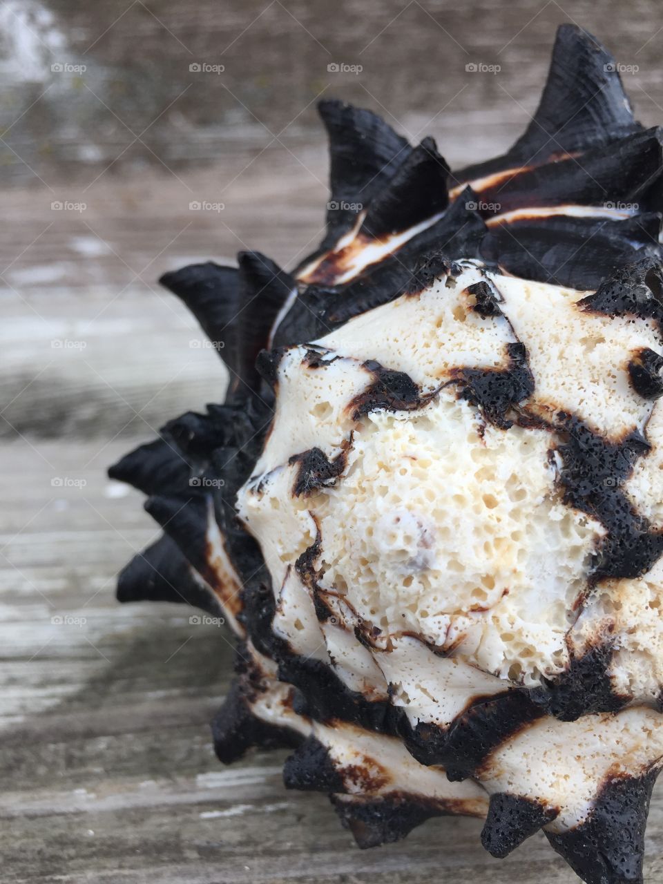 Close-up of conch shell