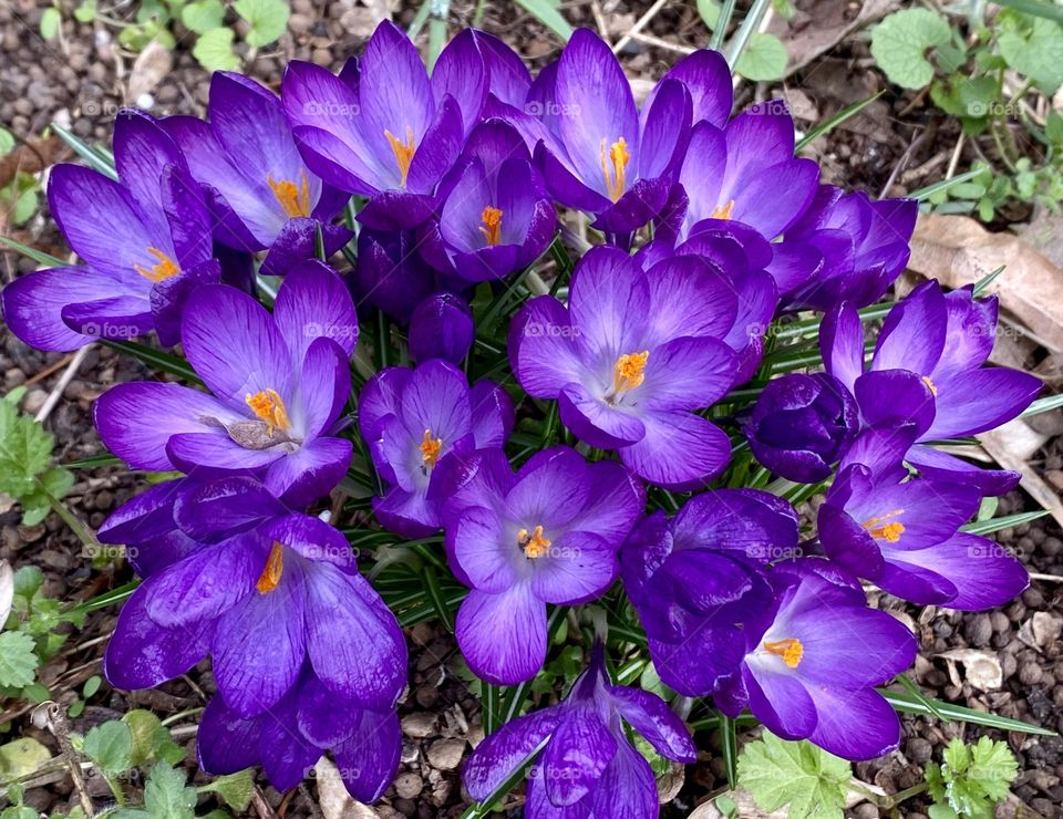 Purple crocus flowers 