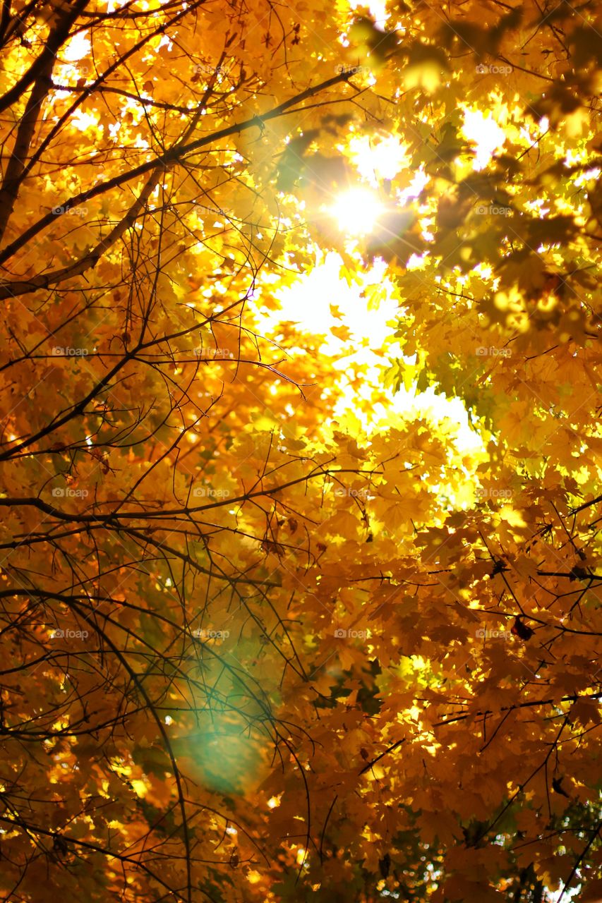 Yellow autumn maple leaves in the park.