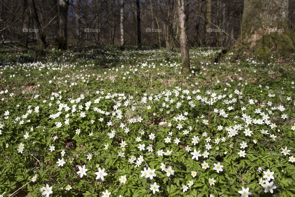 Spring wood anemone forest .
Vitsippor skog