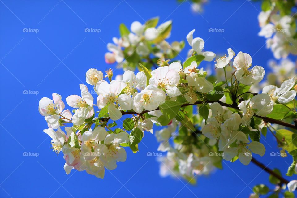 Flower Nature Spring Plant The