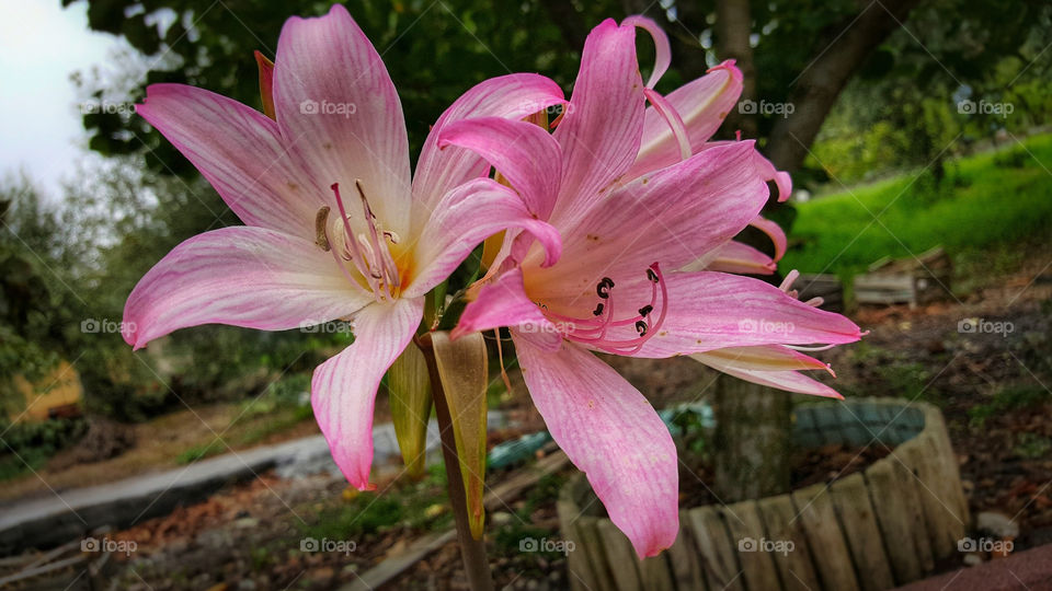 flowers