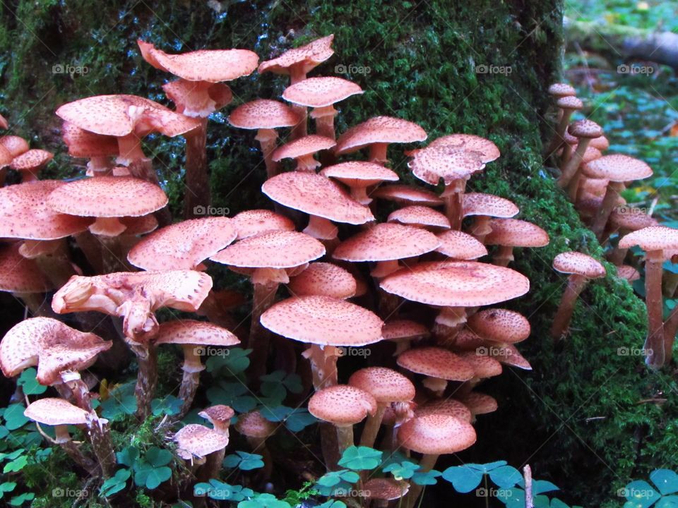 Close-up of pink mushrooms