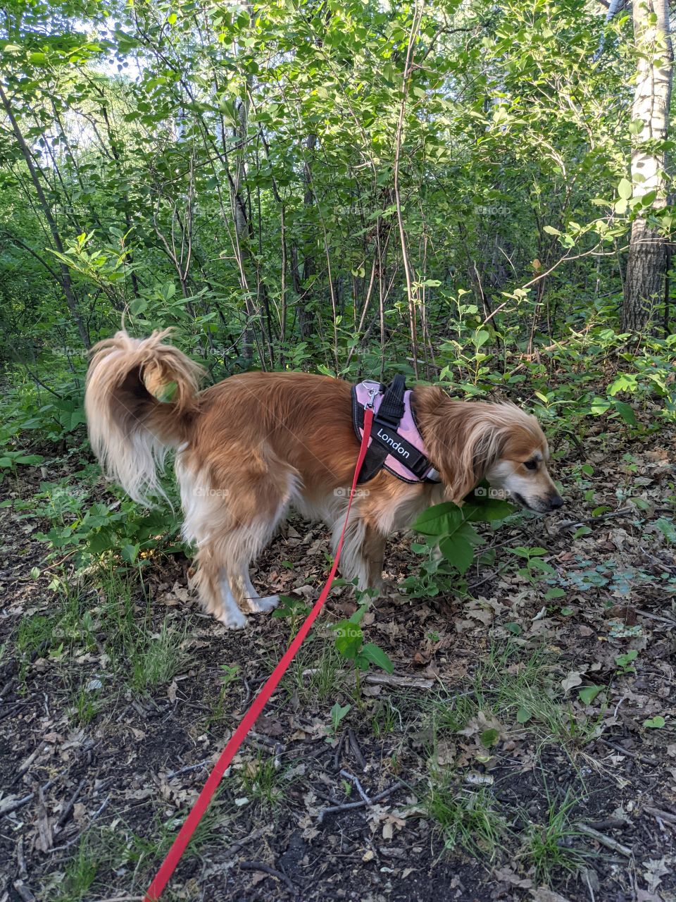 Going for a walk in the woods