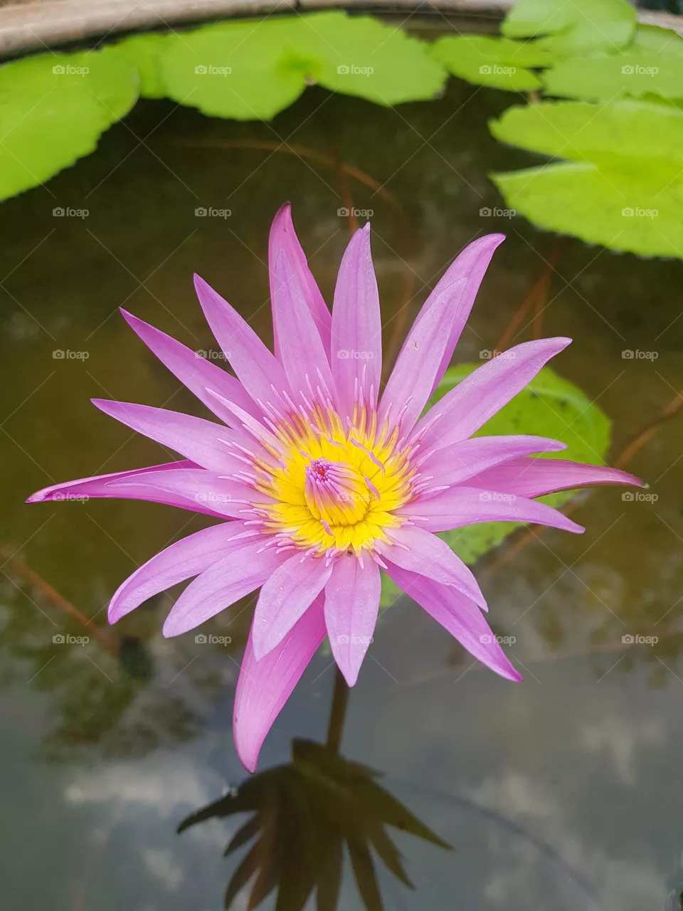Lotus flower in the garden