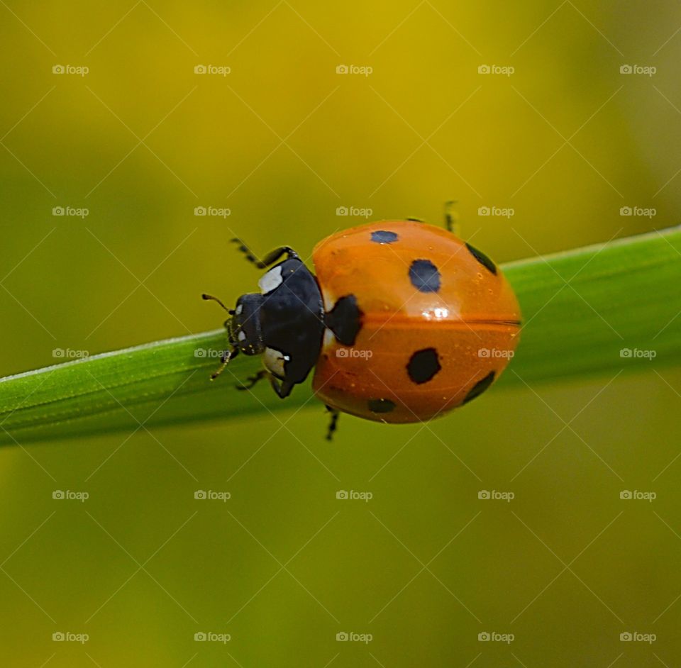 Summer, beetle, plant, macro, macro photo, spots,