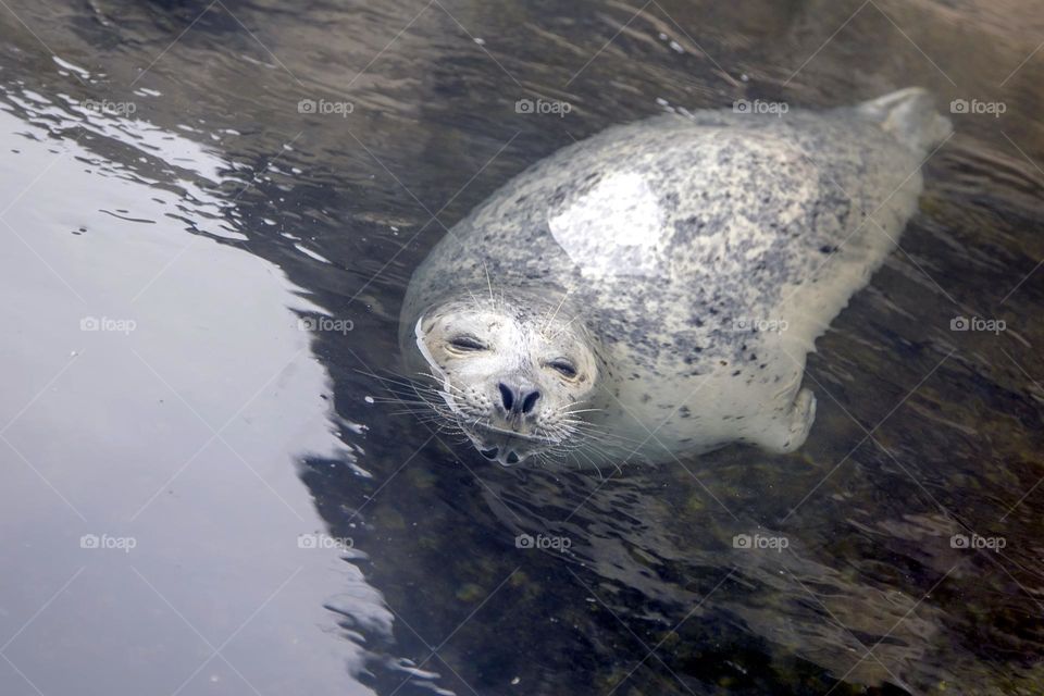 sea lion