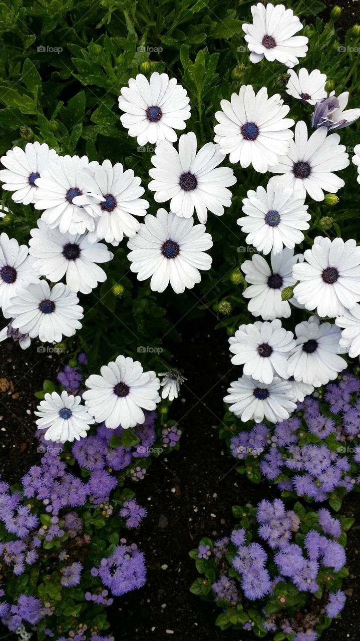 A group of purple flowers and white daisys with purple hearts