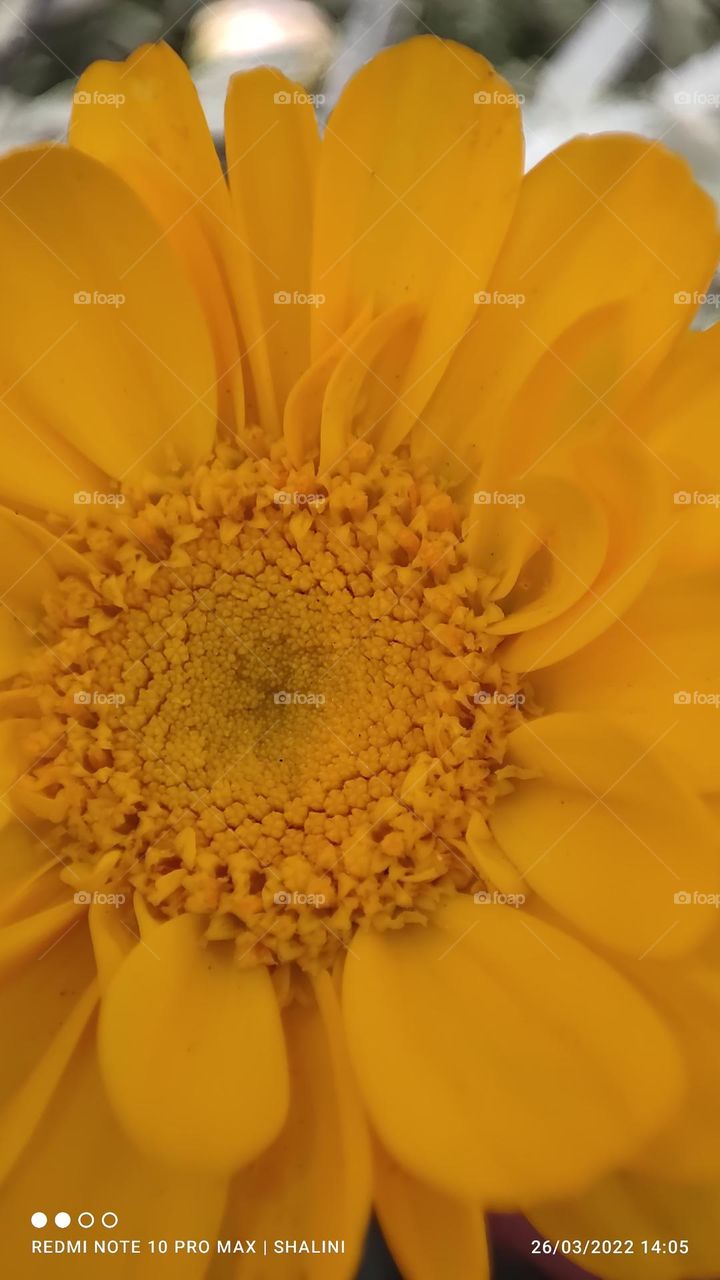 blooming flowers micro photography