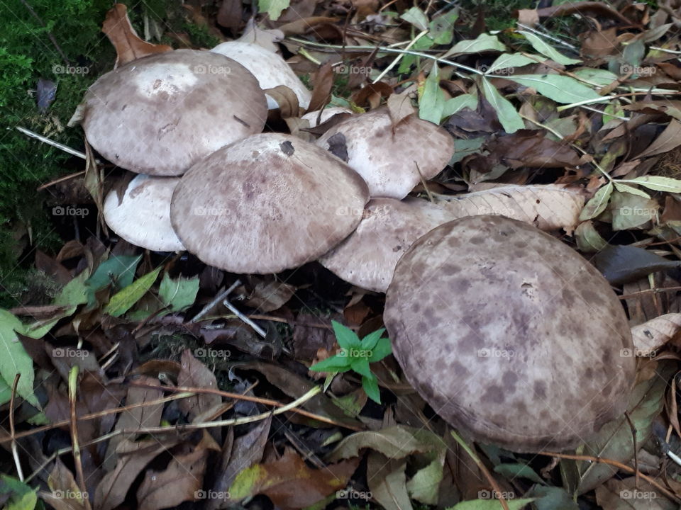 Fungus, Mushroom, Nature, Boletus, Fall