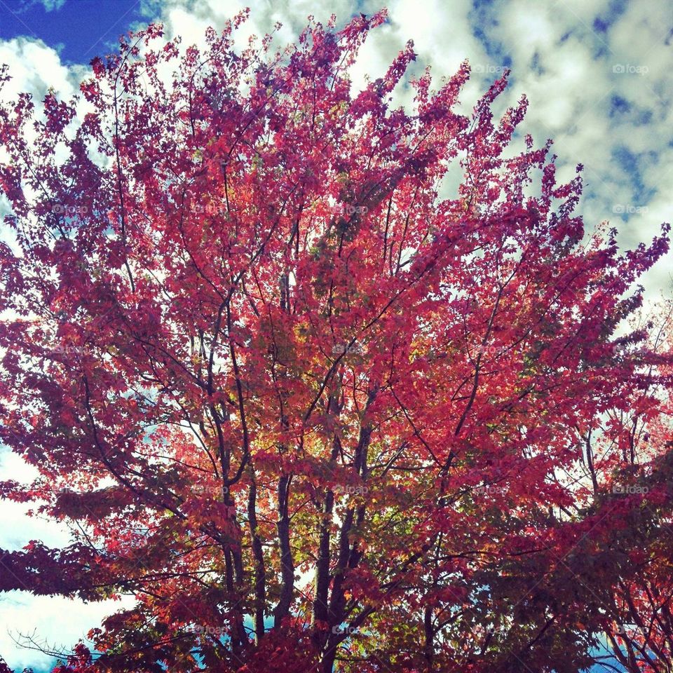 beautiful colors of fall