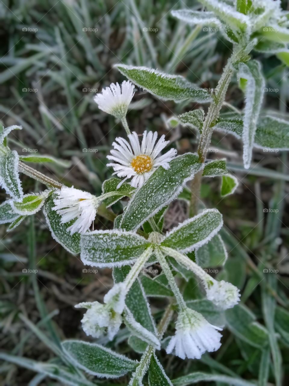 frozen grass and flowers