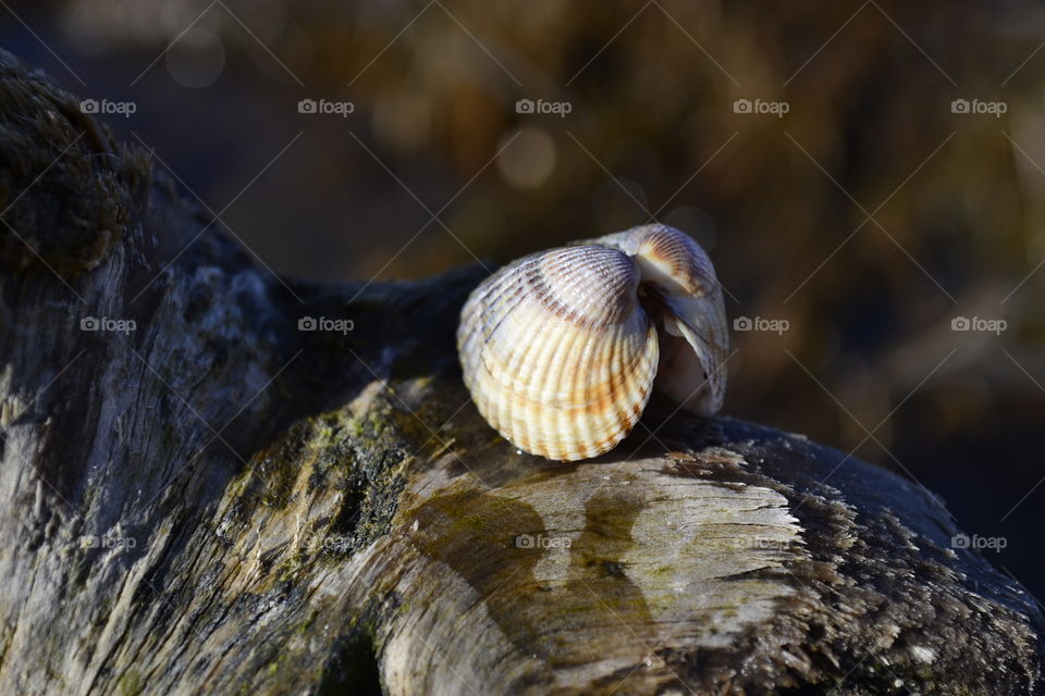 Animal shell on tree trunk