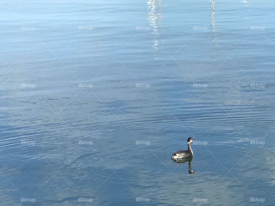 “Duck” ~Moss Landing is a beautiful town by the ocean side of Monterey Bay. Caught this little patito on a solo trip enjoying his swim. Life is a beautiful journey. #MeTime