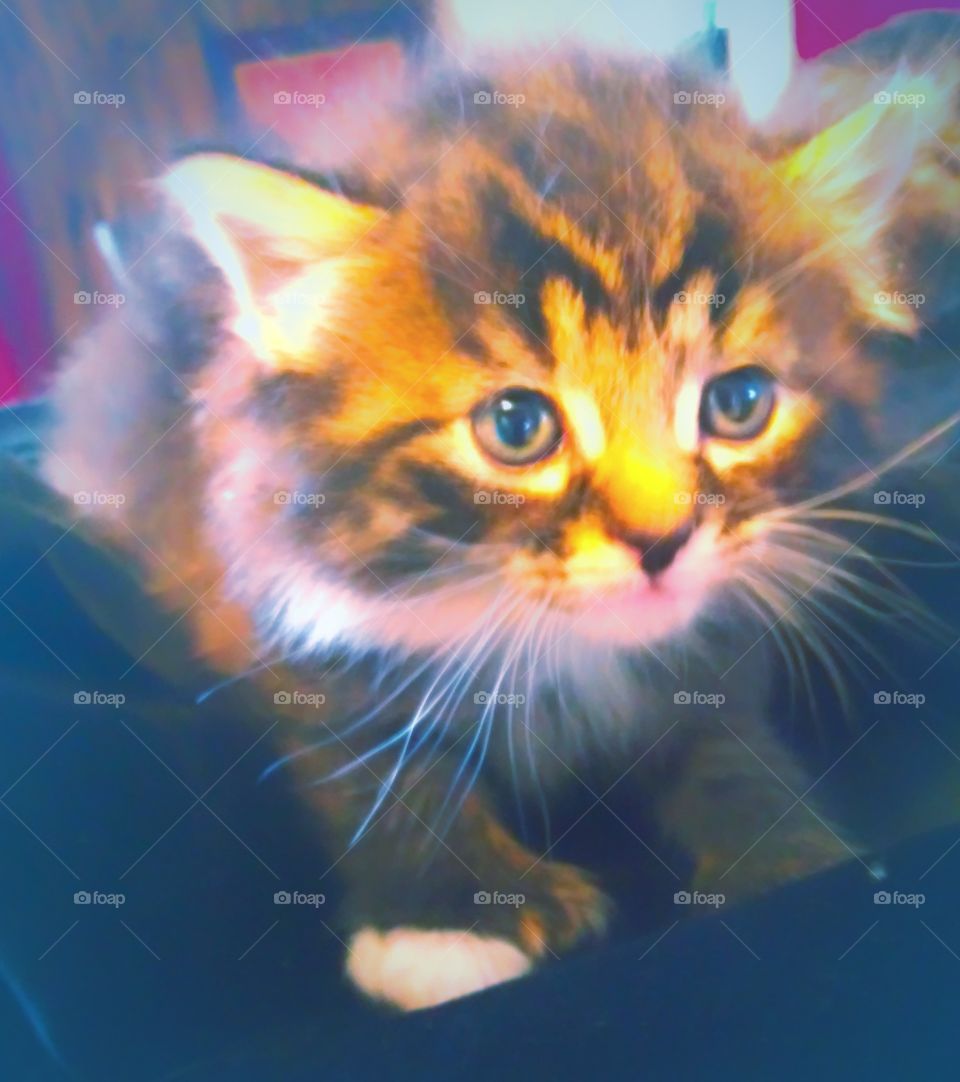 Maine coon kitten