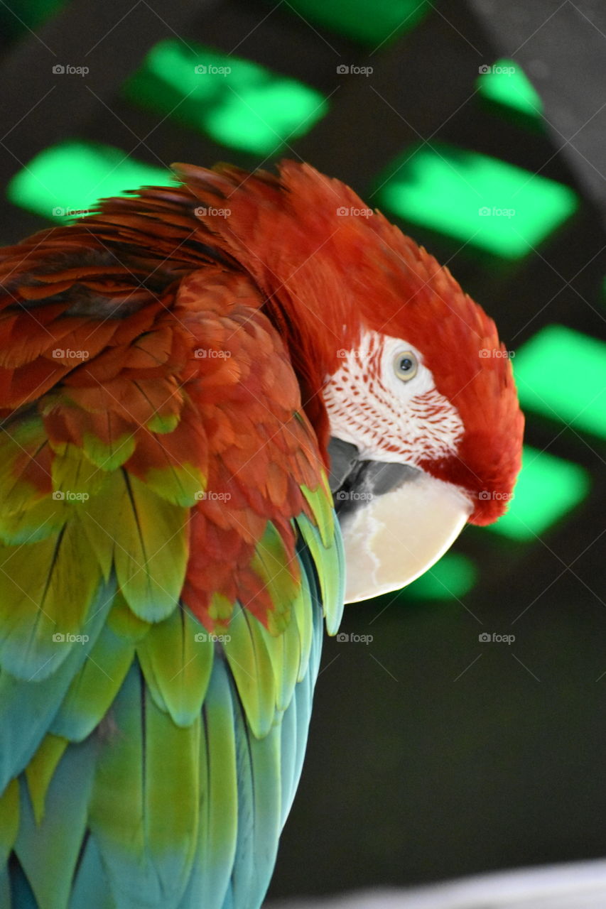Macaw close-up