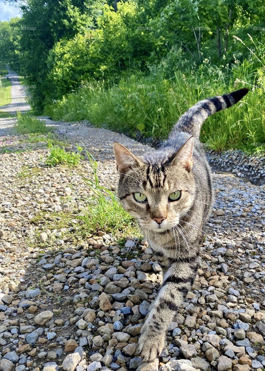 Tabby cat Out for a walk
