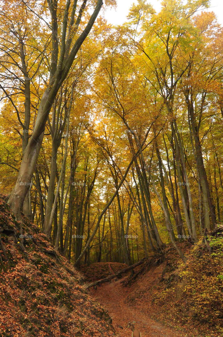 Wood, Fall, Leaf, Tree, Landscape