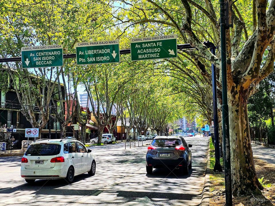 Spring is present on the trees in this avenue. They form a light green dome and allow sunlight to seep through; welcomed spring sun warmth.