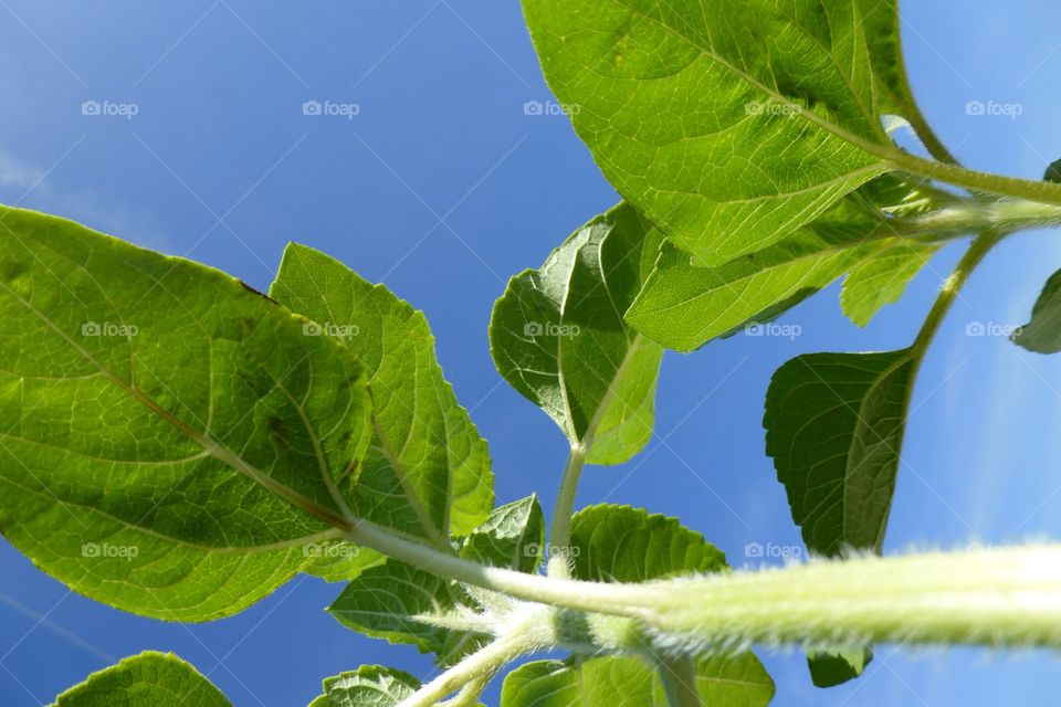 Plants in the Sky . Plants of sunflowers under the sun