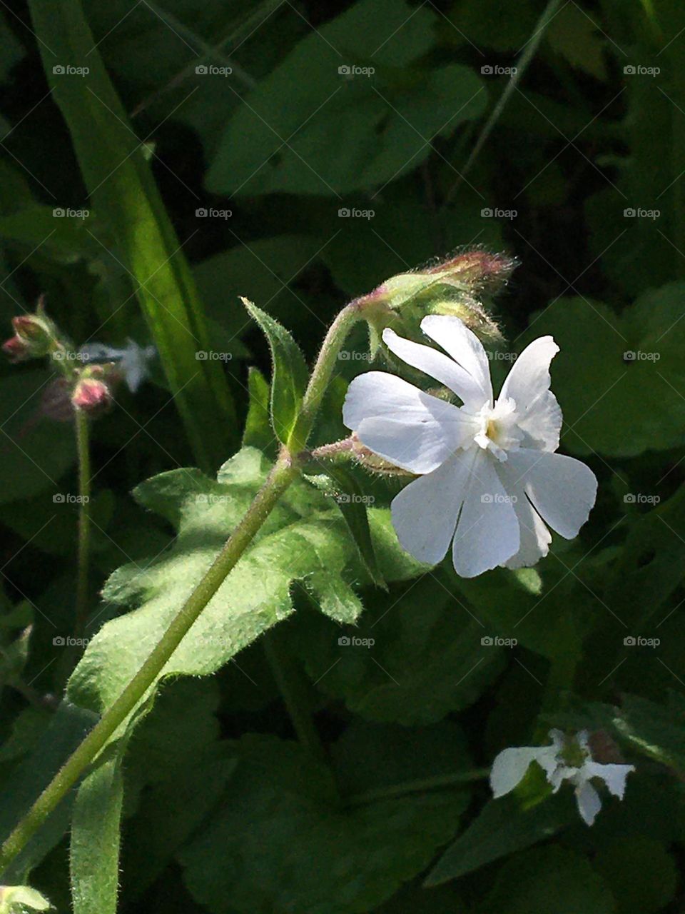 Tiny wild flower in sunlight 