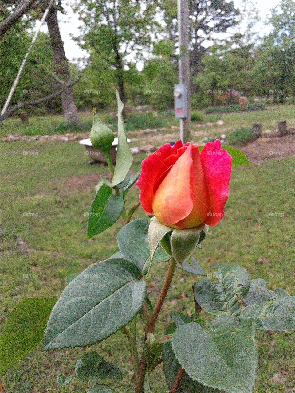 First Rose