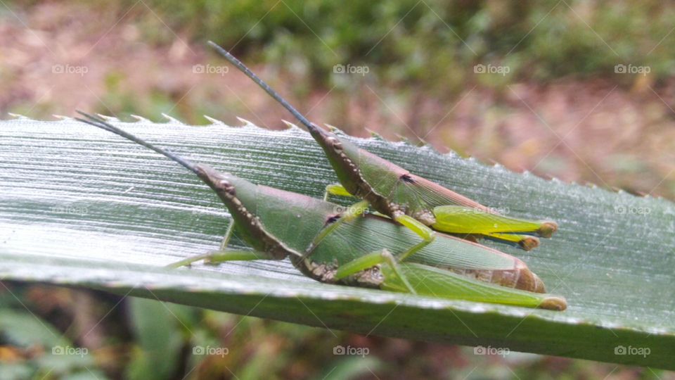 A pair of grasshoppers making love