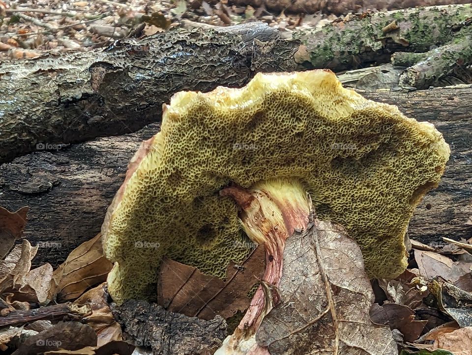 Mystical Mushrooms