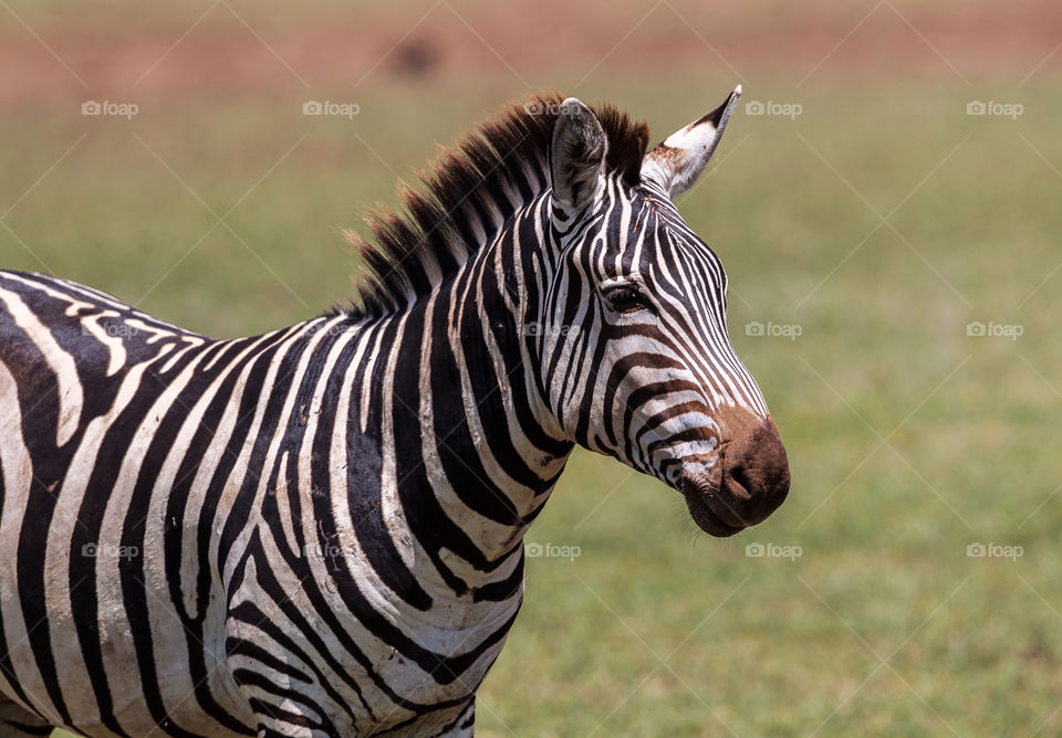 Portrait of a Plains Zebra stallion. This was captured at Lake Manyara National Park, Tanzania. He is beautiful condition but bears the teeth marks around the neck area from fighting other stallions to become the dominant male