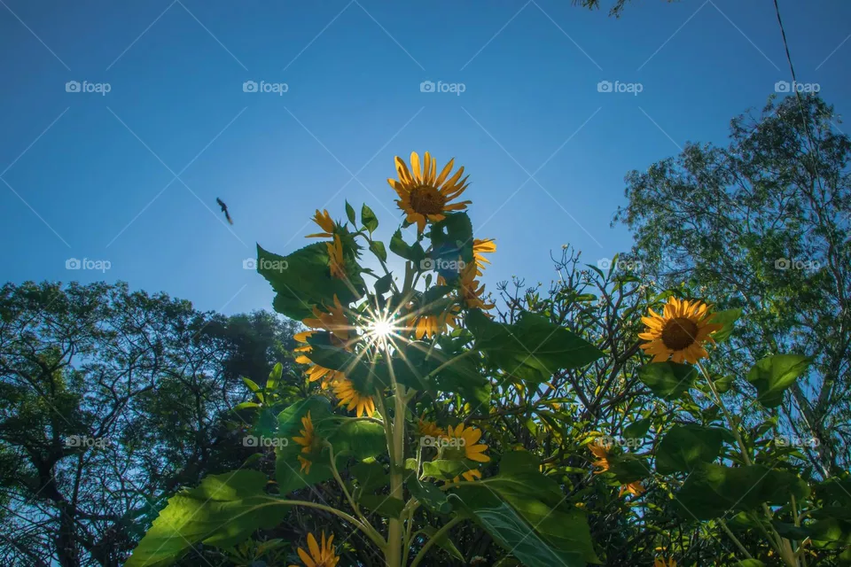 sunflower