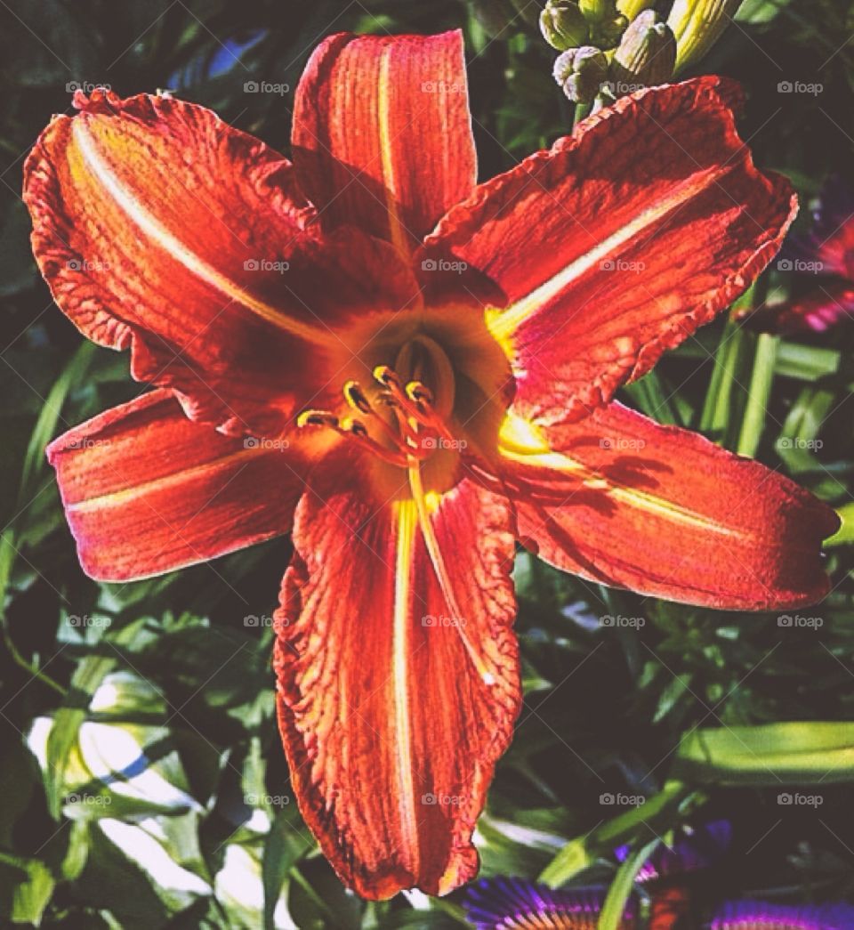 Close-up of flower