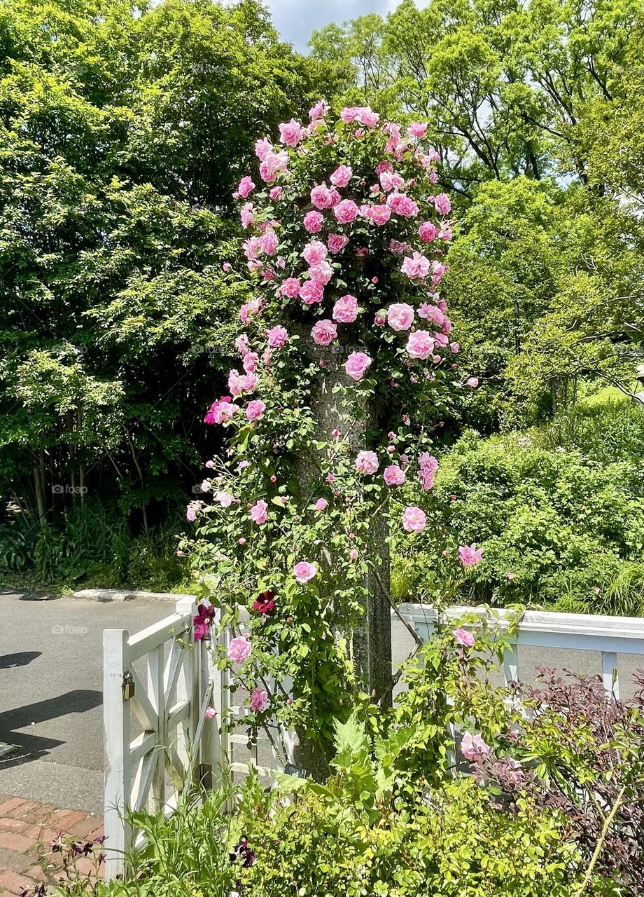 Beautiful climbing pink rose reaching for the sky as it lights up a corner of the garden. 