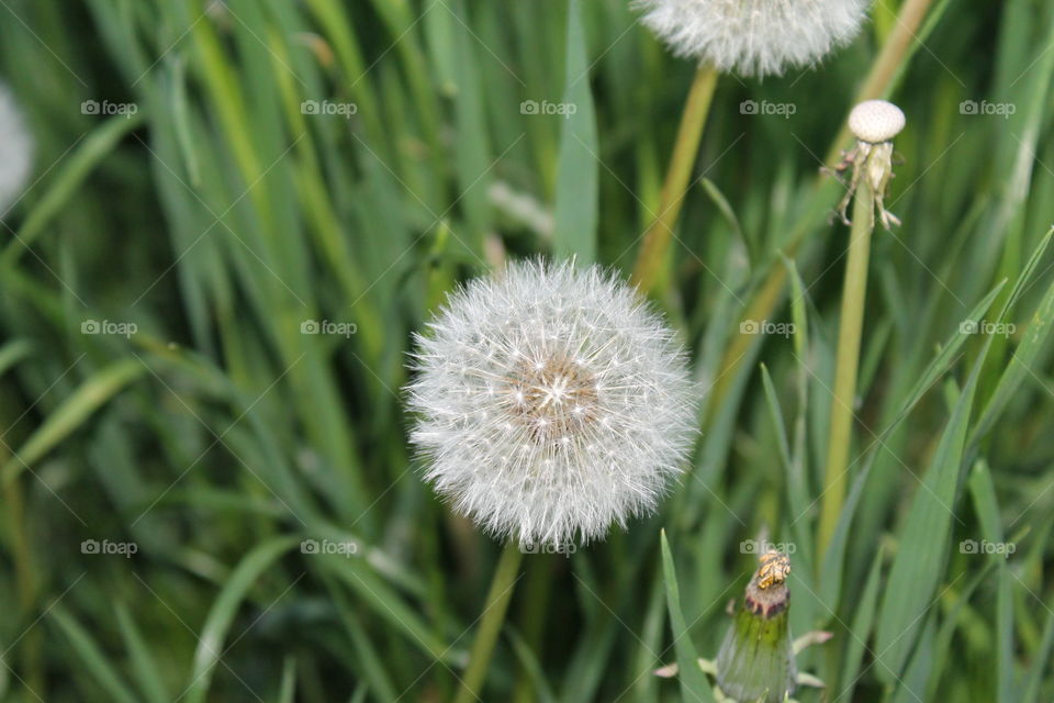 Dandelion