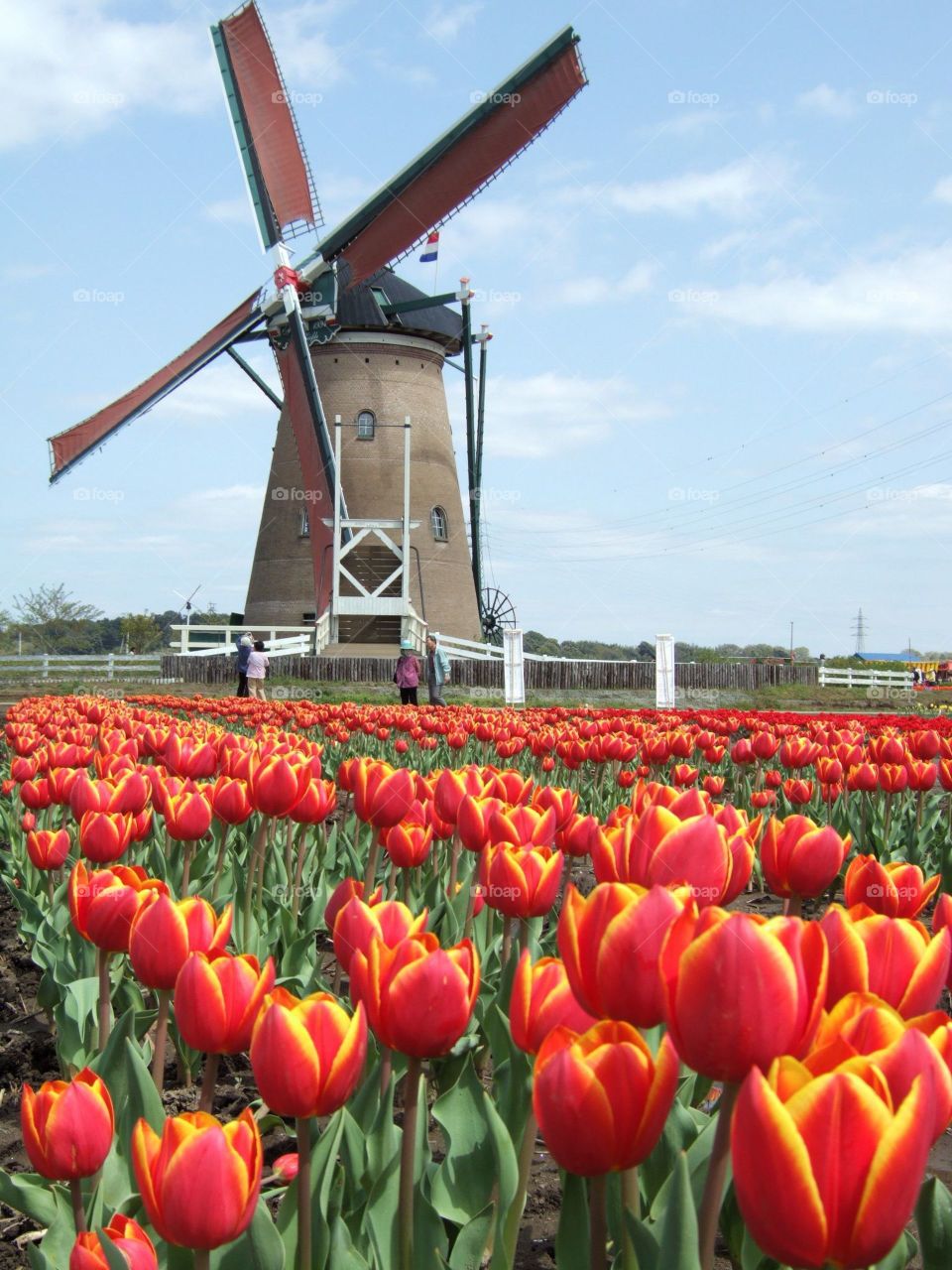 Windmill among many tulips