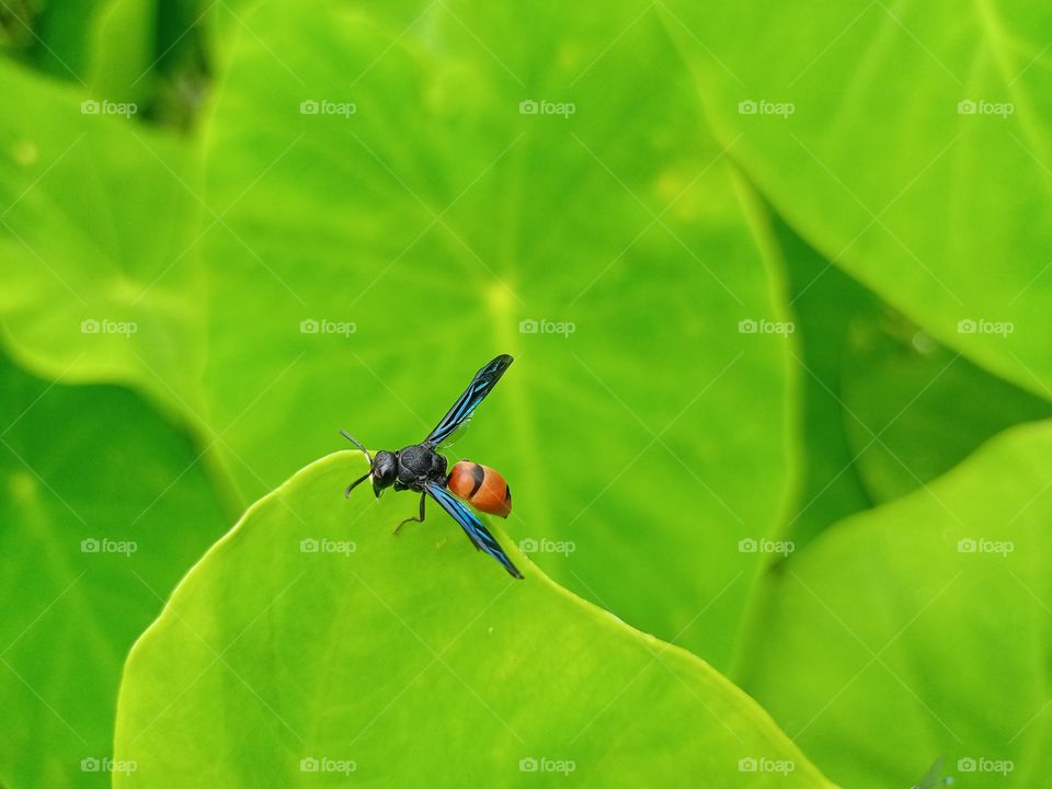 vespa affinis is on the leaf beautiful