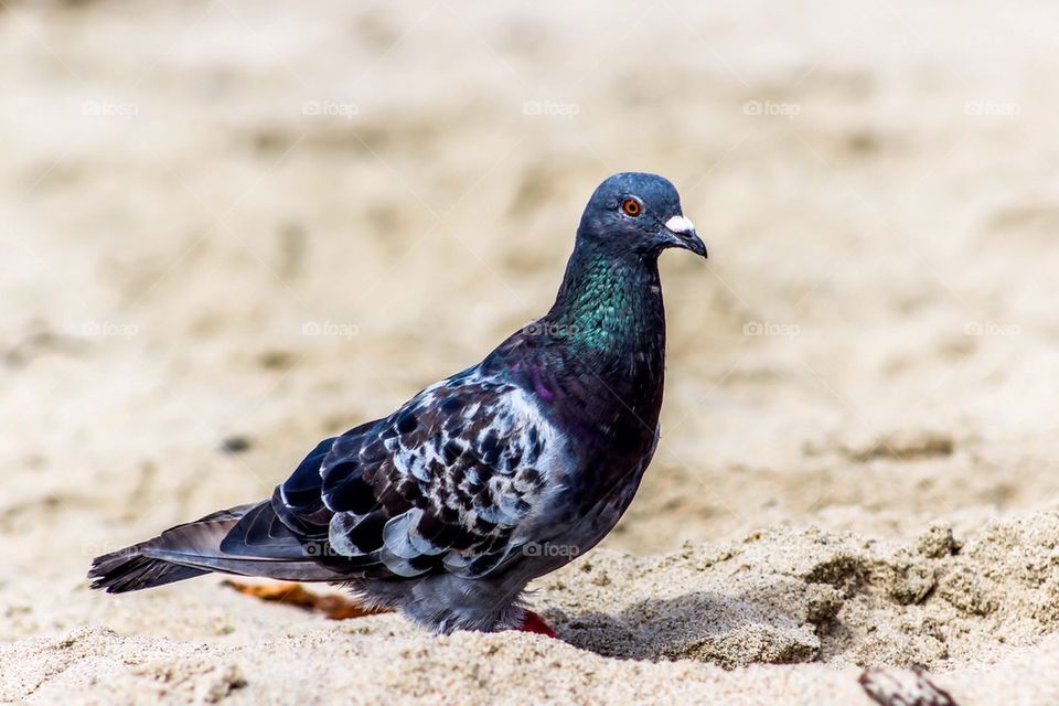 The bird is the word