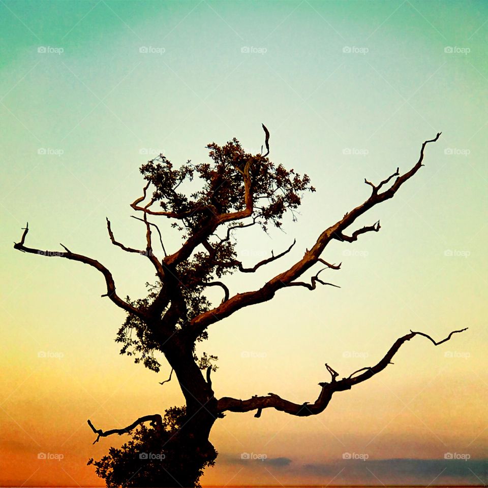 Tree, No Person, Sunset, Nature, Dawn