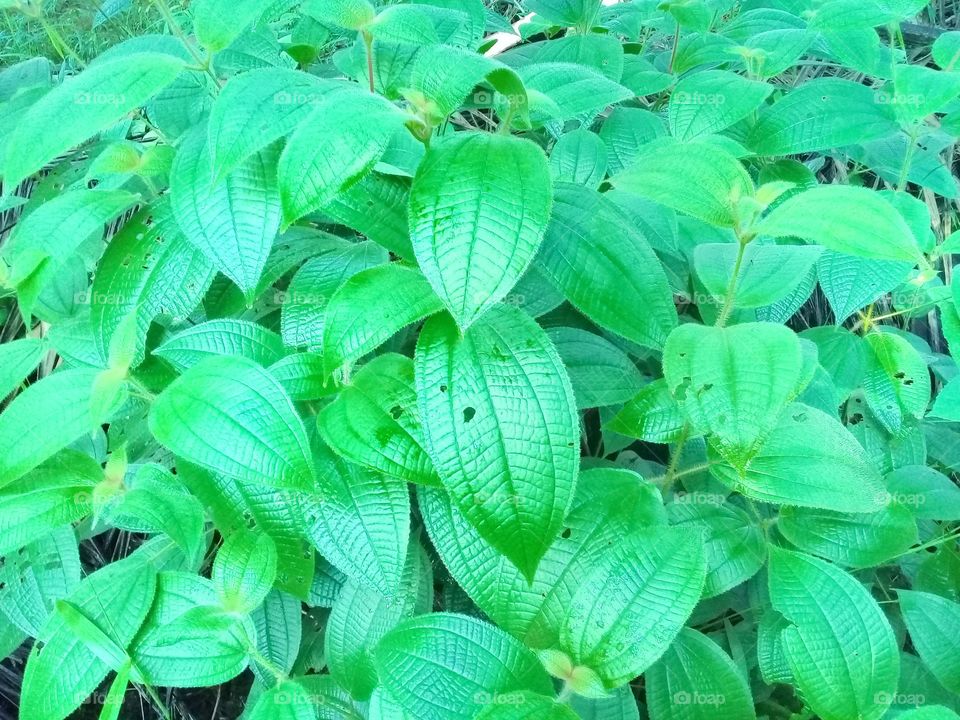 Clidemia hirta.This weed grows in tropical climates