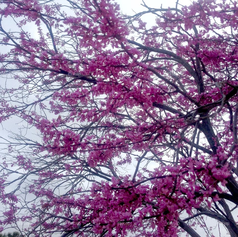 Red Bud. Red bud tree in full bloom 