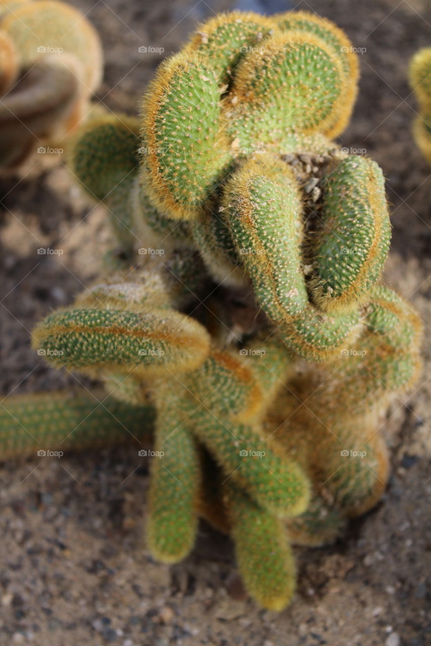 macro of a cactus