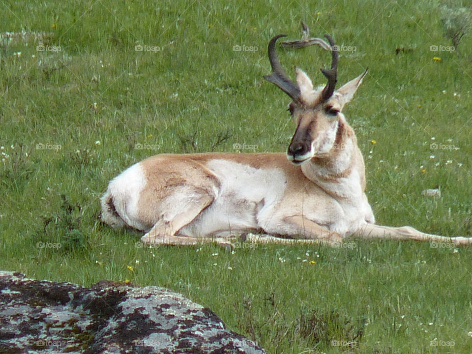 Pronghorn resting in Yellowstone 