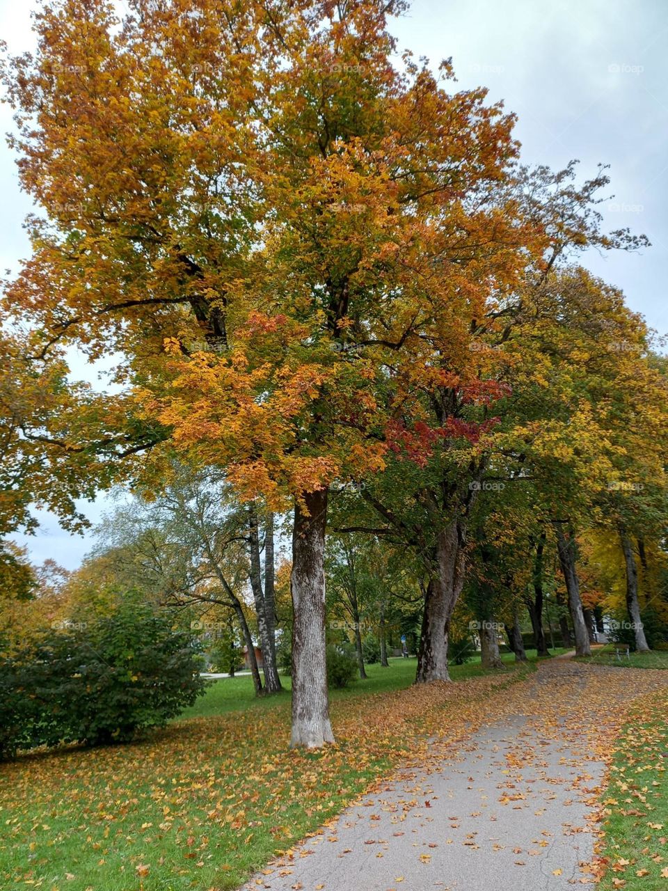 Beautiful Colors of Autumn