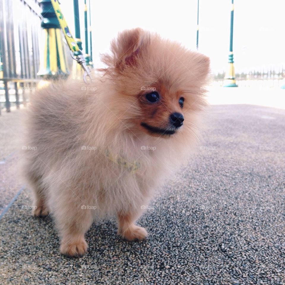 Cute Pomeranian