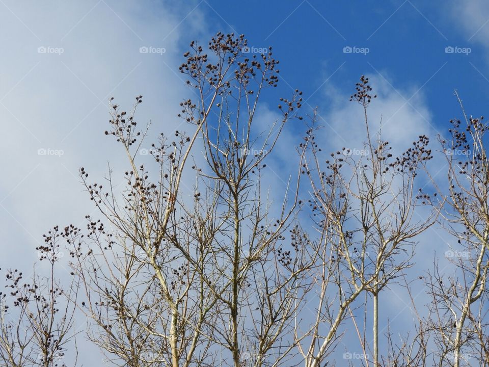 Crepe Myrtle waiting on spring against a beautiful sky