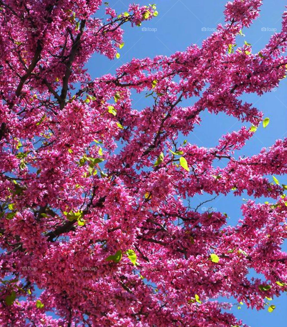 Springtime Blossoms in Spain